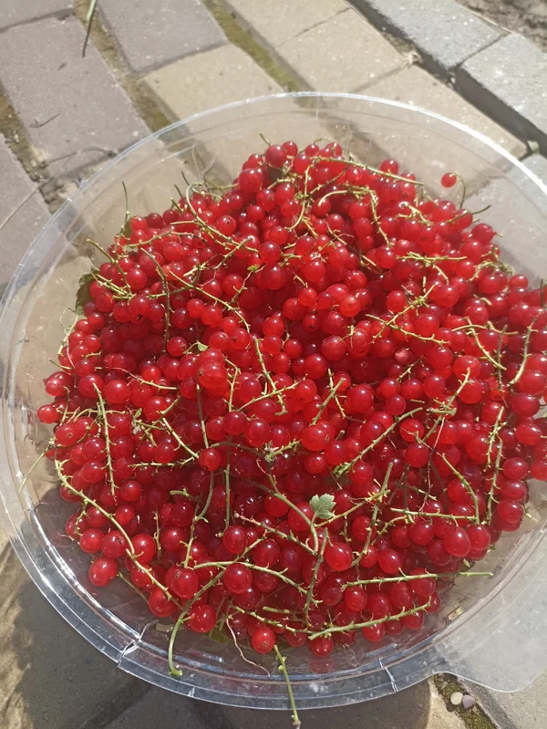 Смородина красная