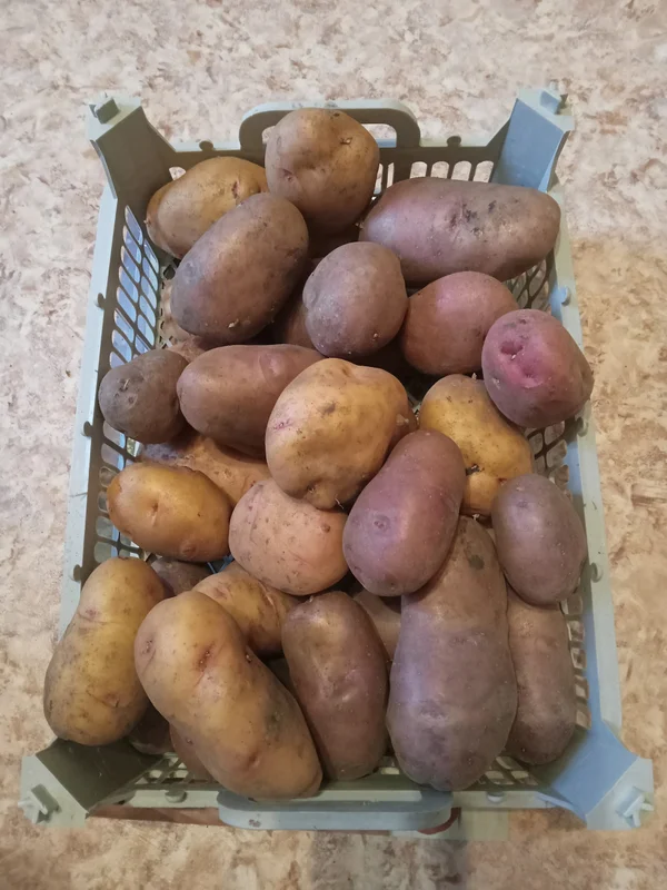 Картофель