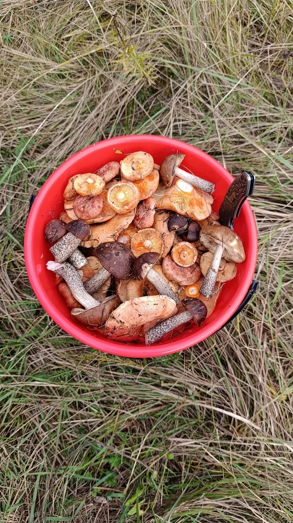 Рыжики