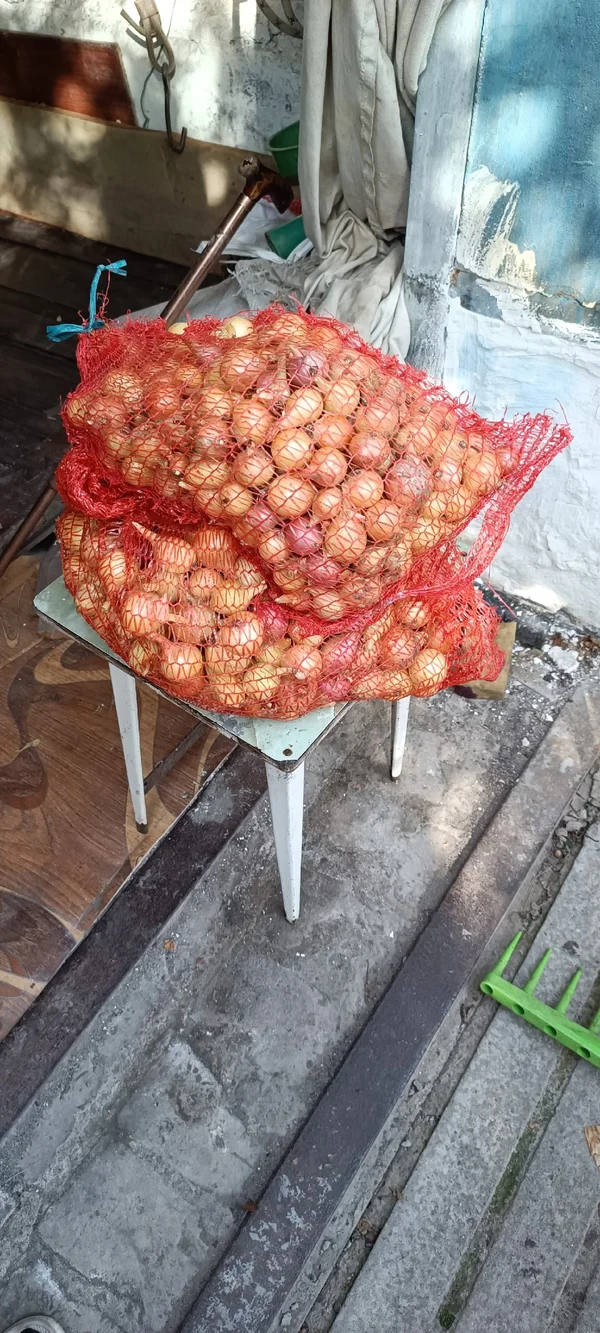 Зеленый лук