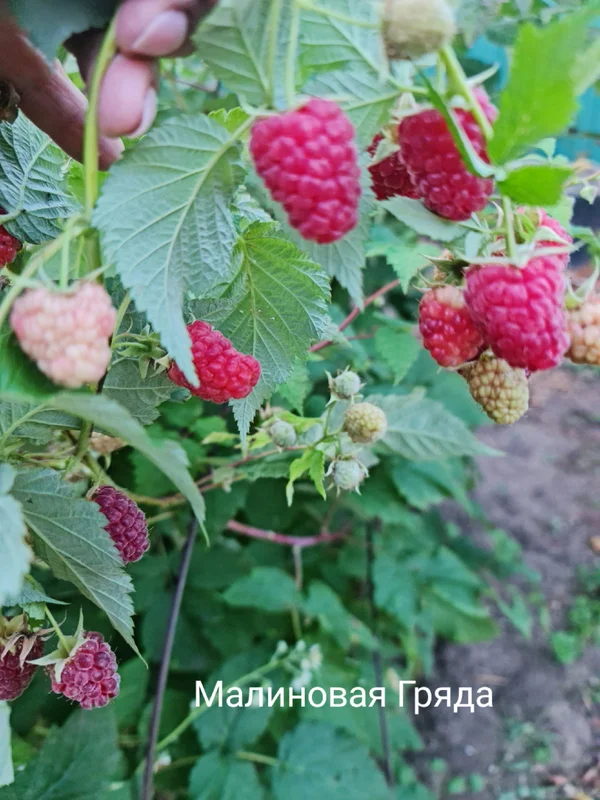 Саженцы ремонтантной малины окс