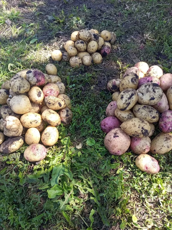 Картофель