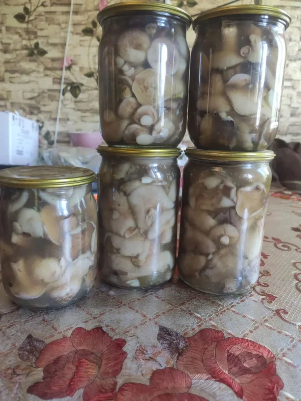 Маслята