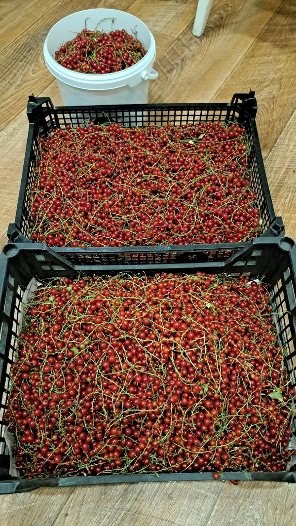 Красная смородина