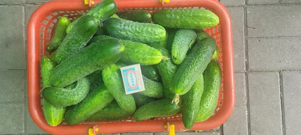Огурцы
