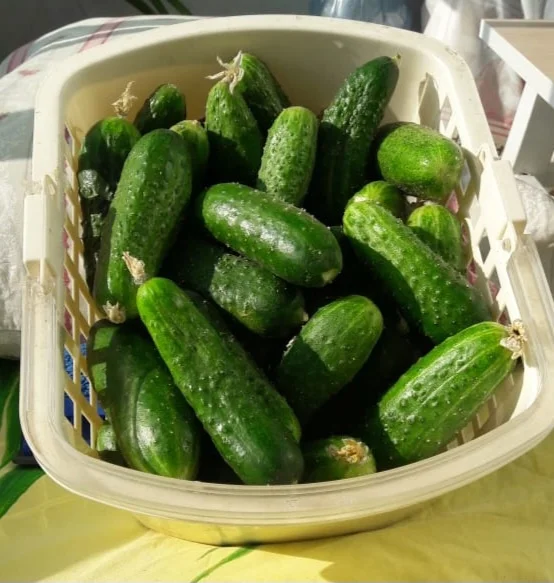 Огурчики