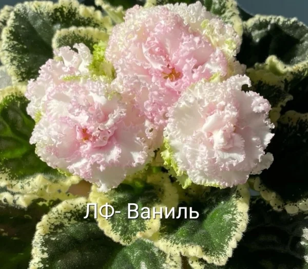 Детки фиалочек