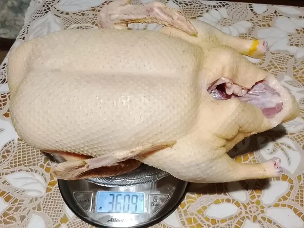 Утка