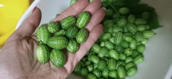Мелотрия (арбузный огурец, cucamelon)