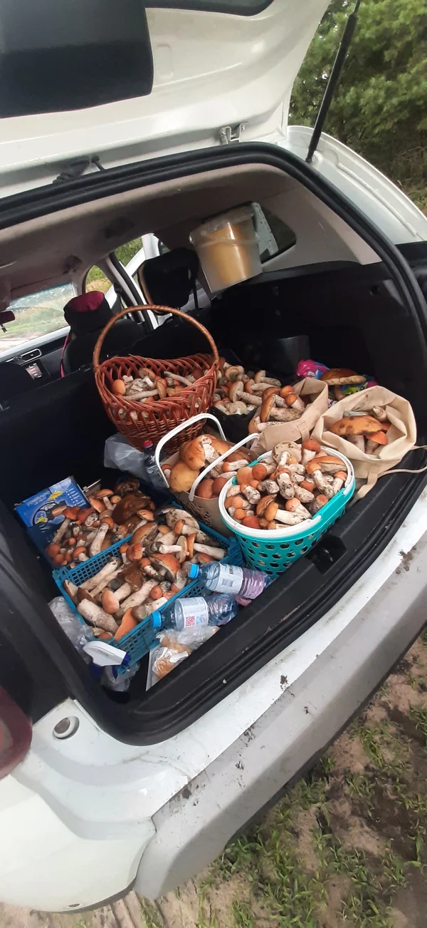 Подосиновики