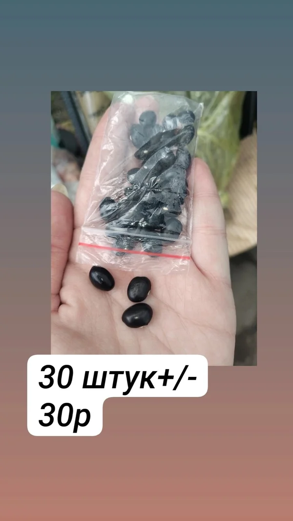 Фасоль
