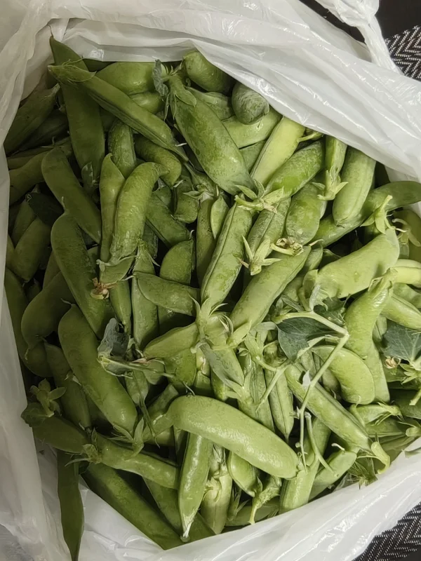 Кабачки