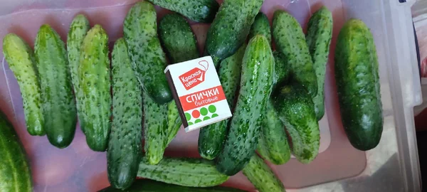 Огурцы