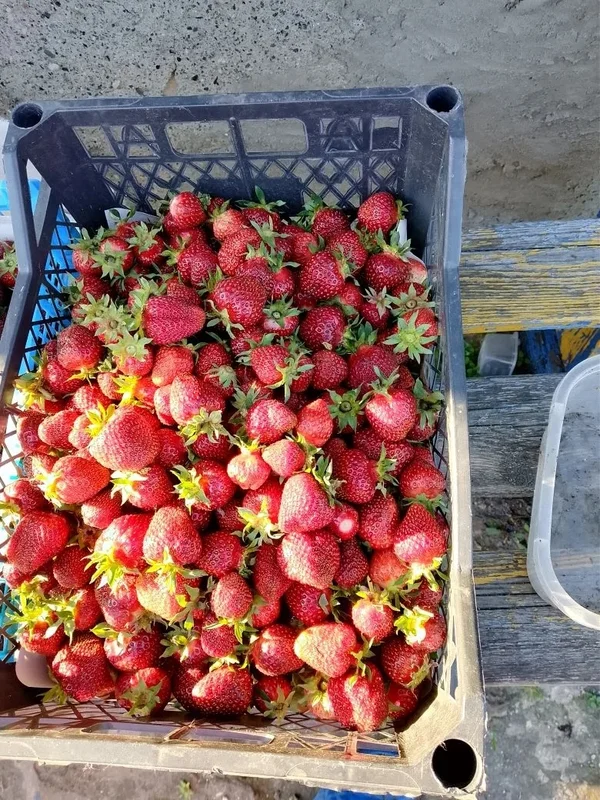 Клубника