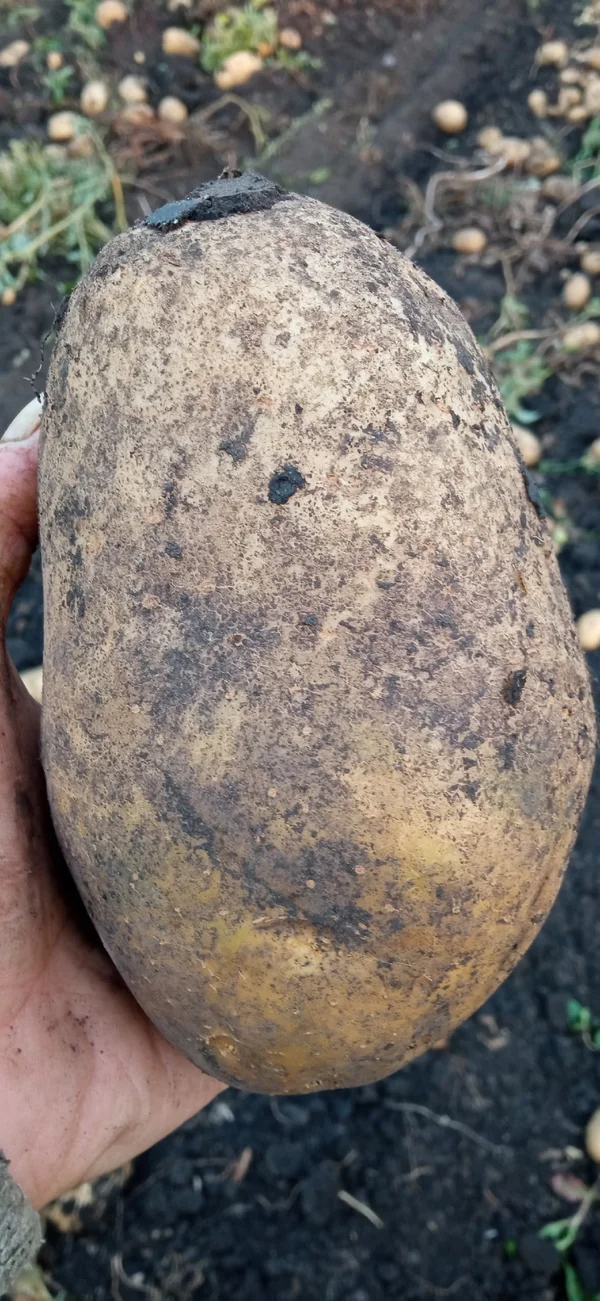 Мёд последняя качка разнотравие