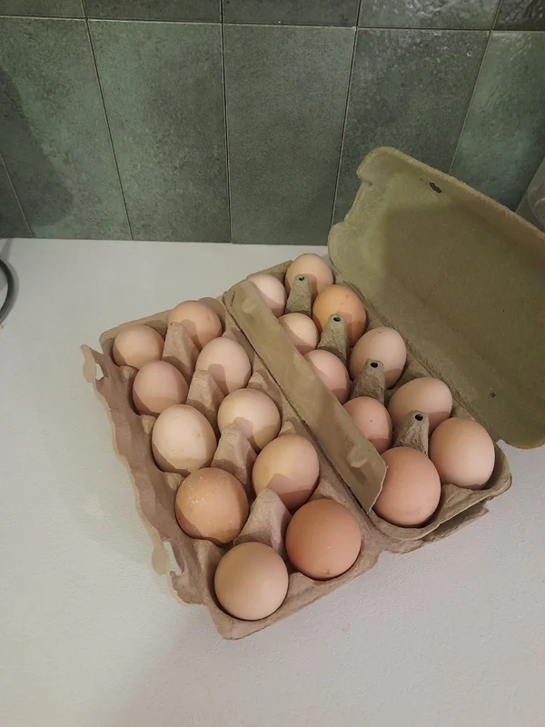 Куриные яйца