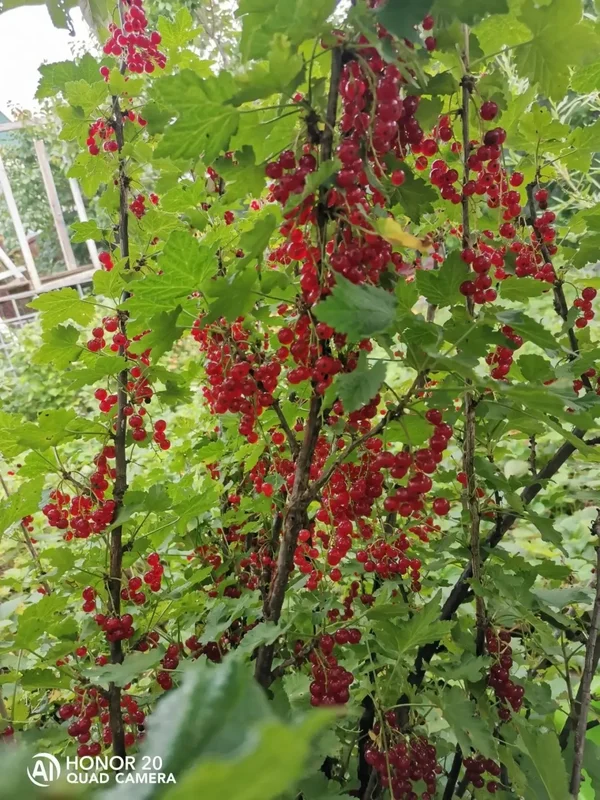 Крыжовник