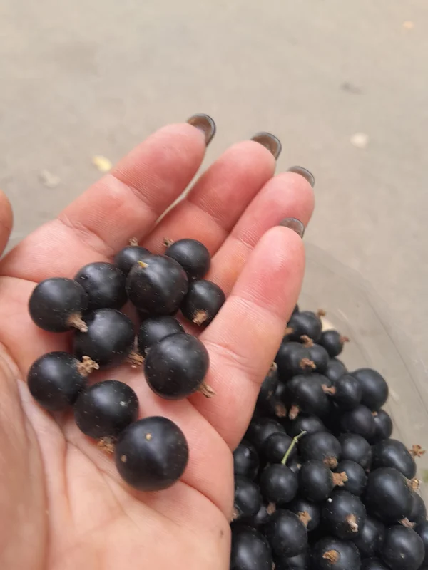 Чёрная смородина