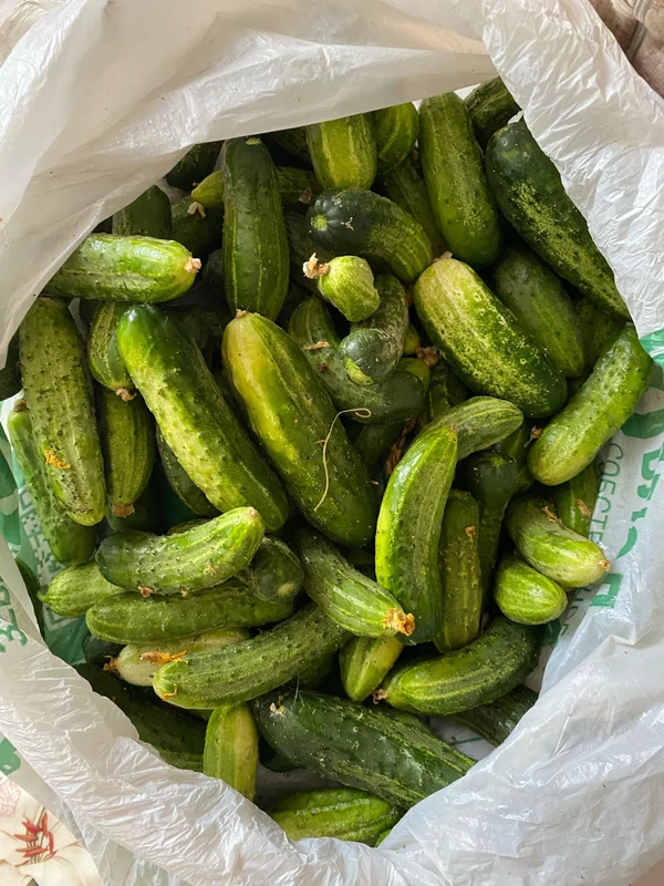Огурчики