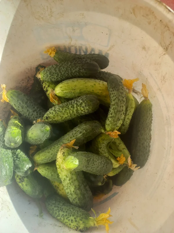Огурец грунтовой