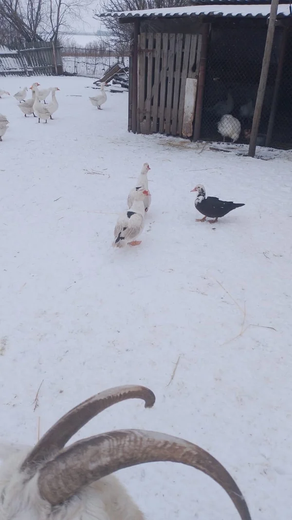 Домашние гуси