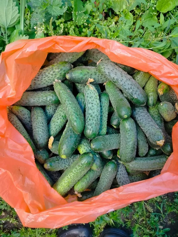 Огурцы