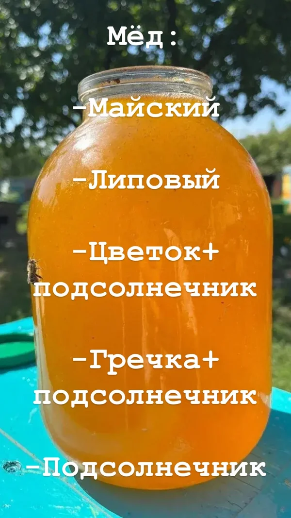 Мед