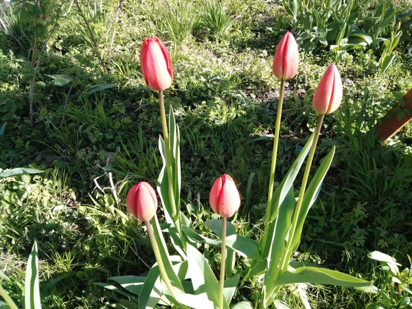 Тюльпаны