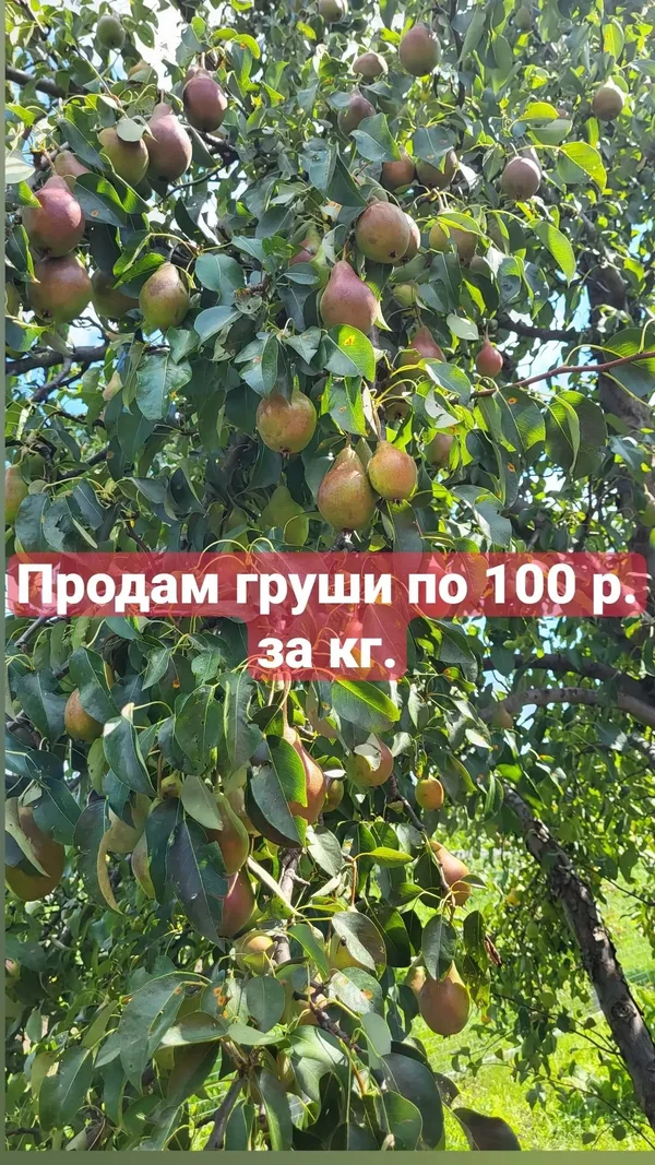 Груши