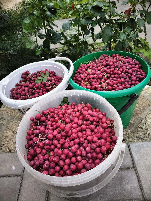 Рябина
