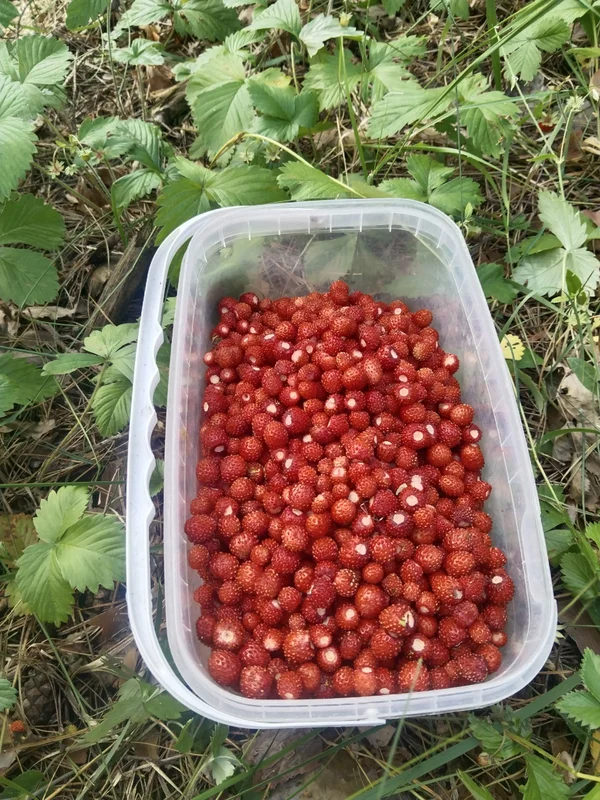 Земляника лесная