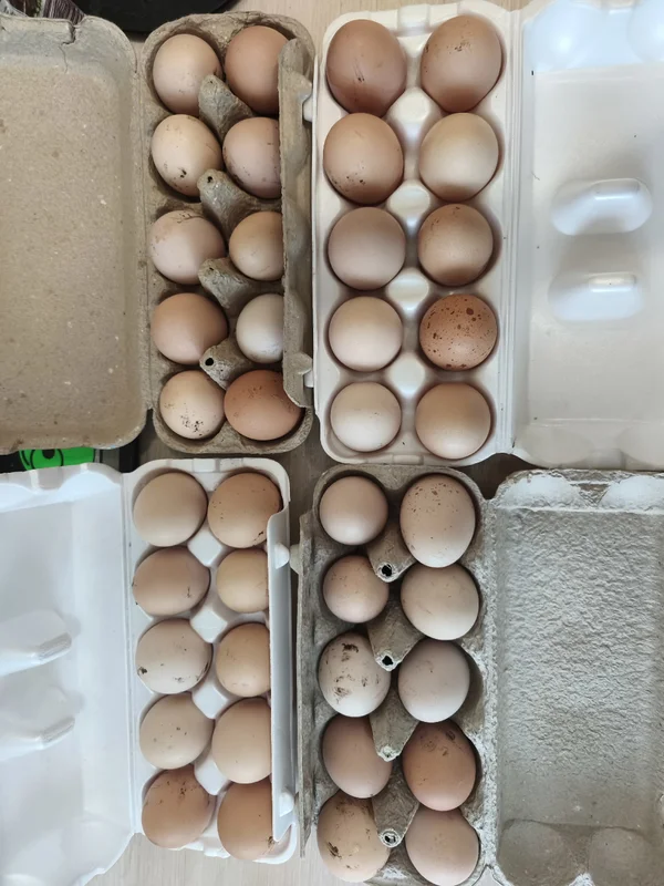 Куриные яйца