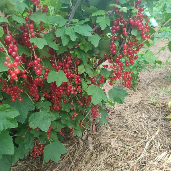 Красная смородина