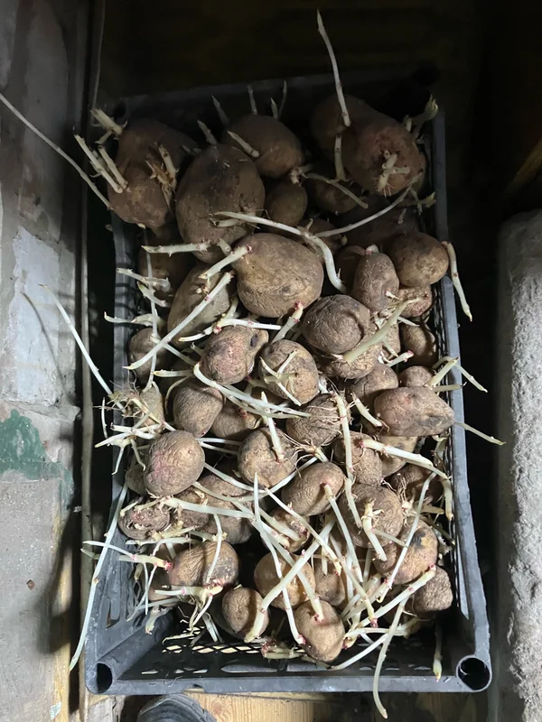 Картофель Пикассо