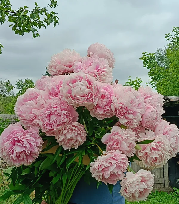 Пионы махровые