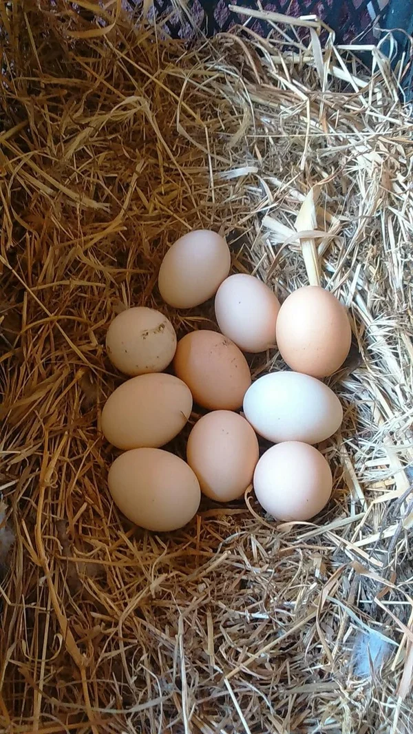 Домашние яйца от молодых курочек