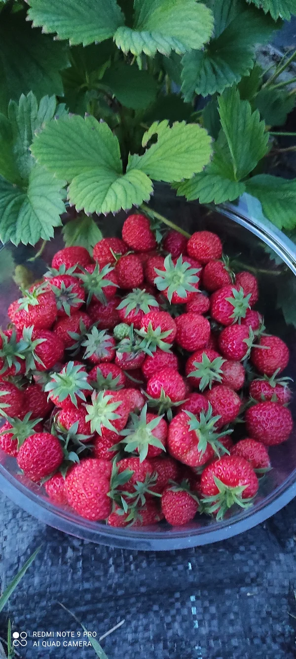 Домашняя ягода 🍓