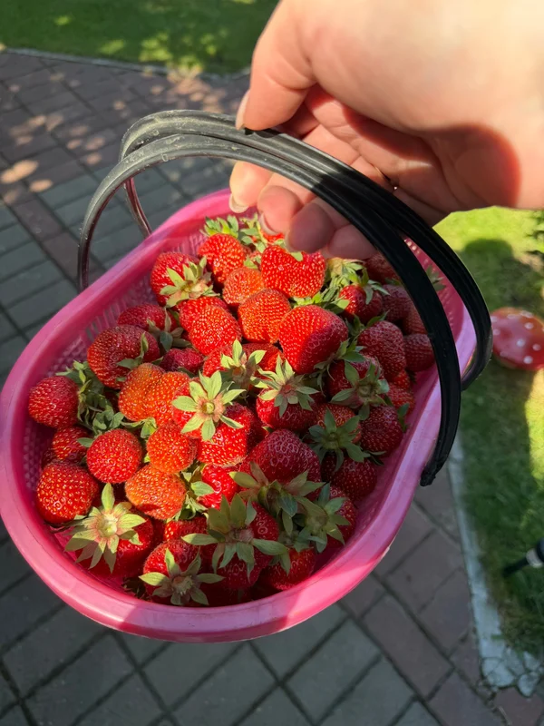 Клубника