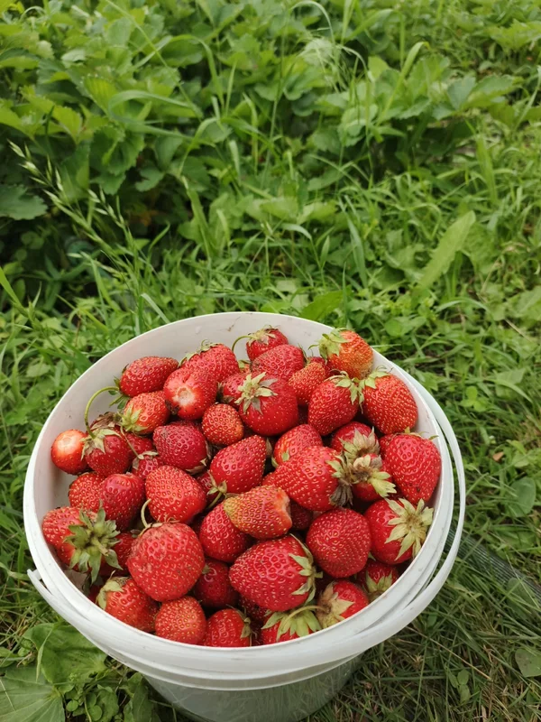 Клубнику домашнюю