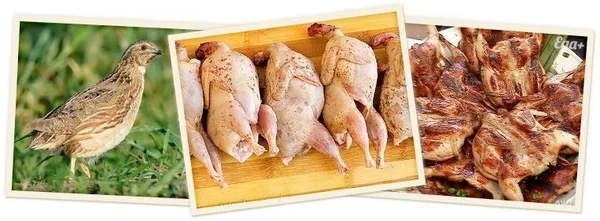 Мясо перепелки