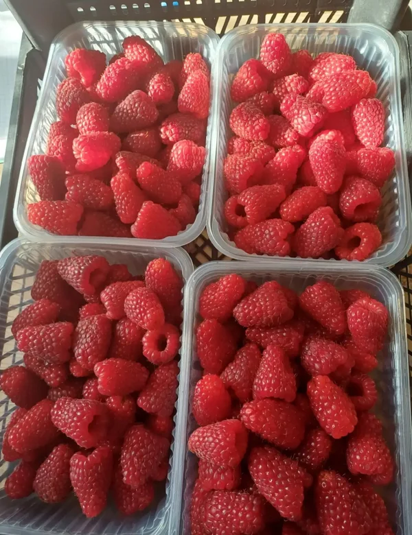 Малина
