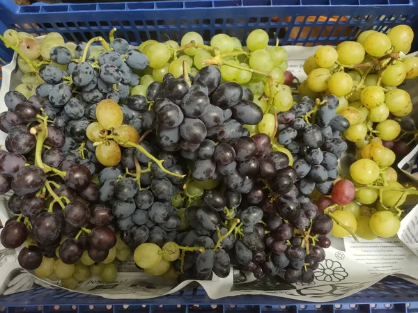 Виноград столовый