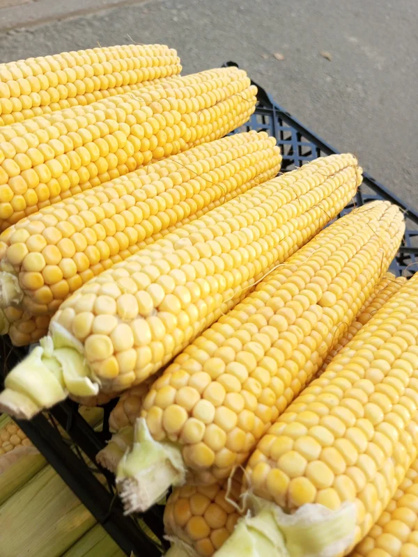 Кукуруза