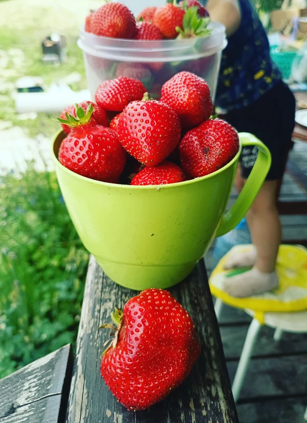 Саженцы клубники садовой Альба
