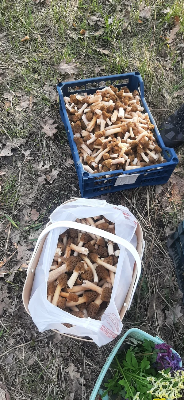 Сморчковая шапочка