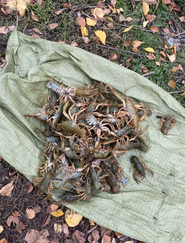 Раки