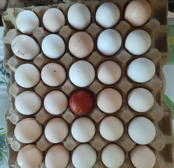 Домашние яйца