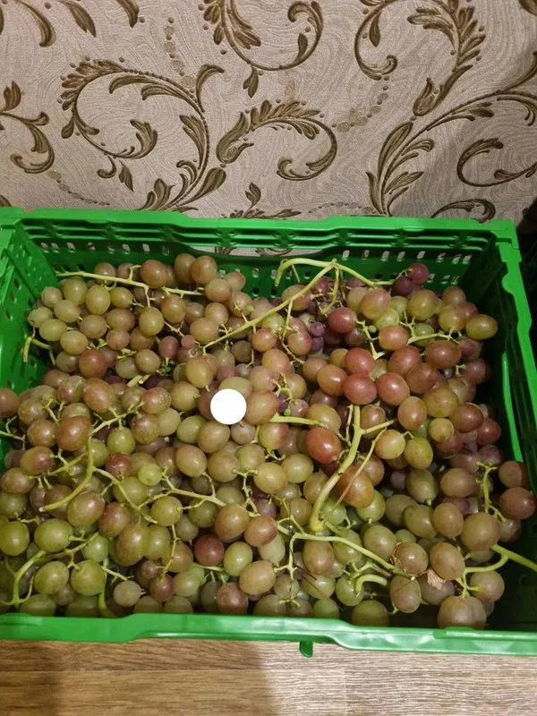 Столовый виноград Розмус