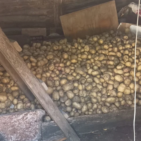 Картофель