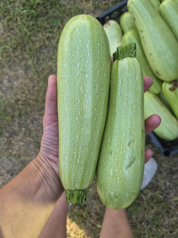 Кабачки